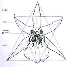 Orchidtriangle